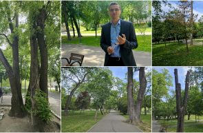 17 tei copaci tăieri