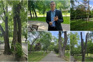 17 tei copaci tăieri