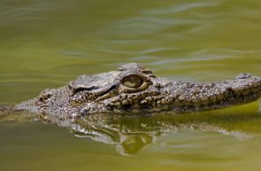 crocodili