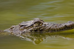 crocodili