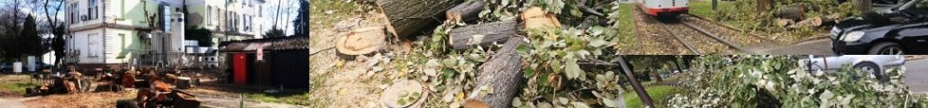 aproximativ 850 arbori