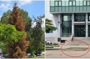 bradul uscat și înlăturat
