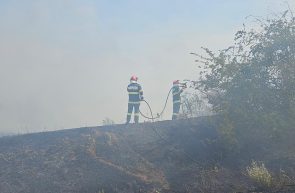 grâu Olari
