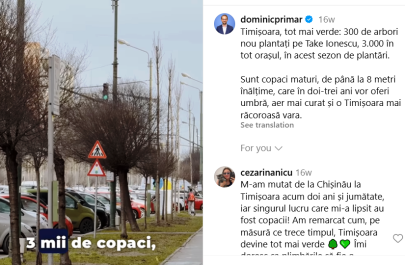 plantari copaci 11