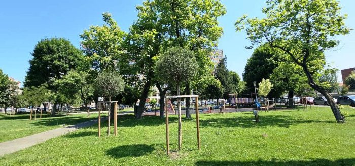 plantari copaci 8 1