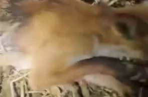 Descoperire neașteptată în Ungaria vânătorii au împușcat un animal prădător, dar ce au găsit apoi i-a surprins Video