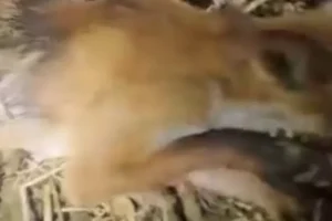 Descoperire neașteptată în Ungaria vânătorii au împușcat un animal prădător, dar ce au găsit apoi i-a surprins Video