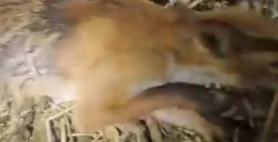 prădător împușcat de vânători dezvăluie un mister surprinzător | Video