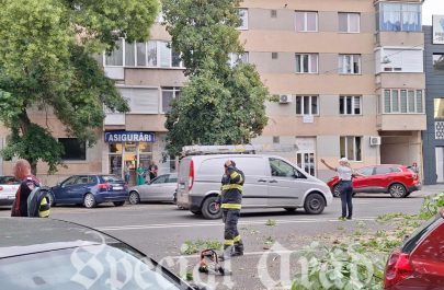 copac căzut mașină (1)