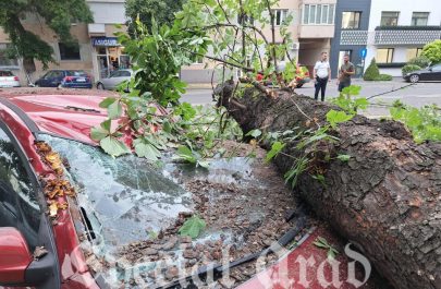 copac căzut mașină (2)