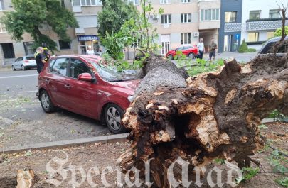 copac căzut mașină (4)