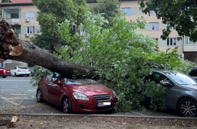 copac căzut mașină ae