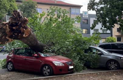 copac căzut mașină ar