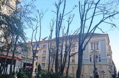 libelula arbori 3