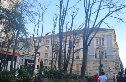 libelula arbori 3