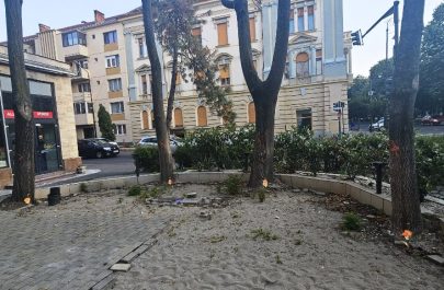 libelula arbori 4