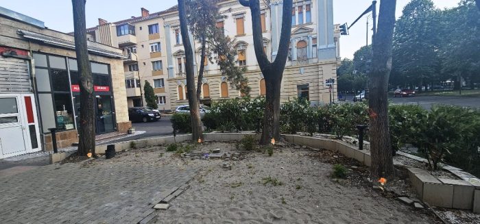libelula arbori 4