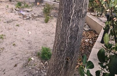 libelula arbori 5