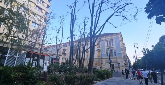 libelula arbori