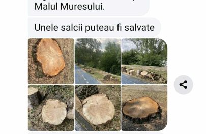 salcii deja taiate 6