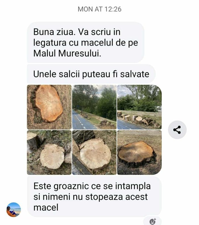 salcii deja taiate 6