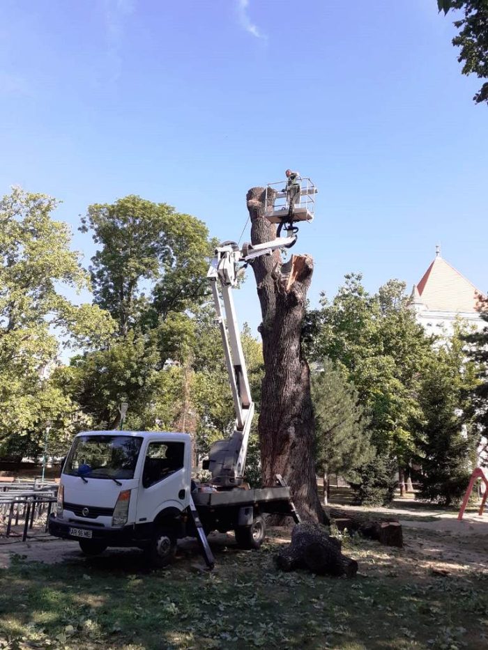 stejar 200 de ani 2