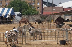 zoo 1