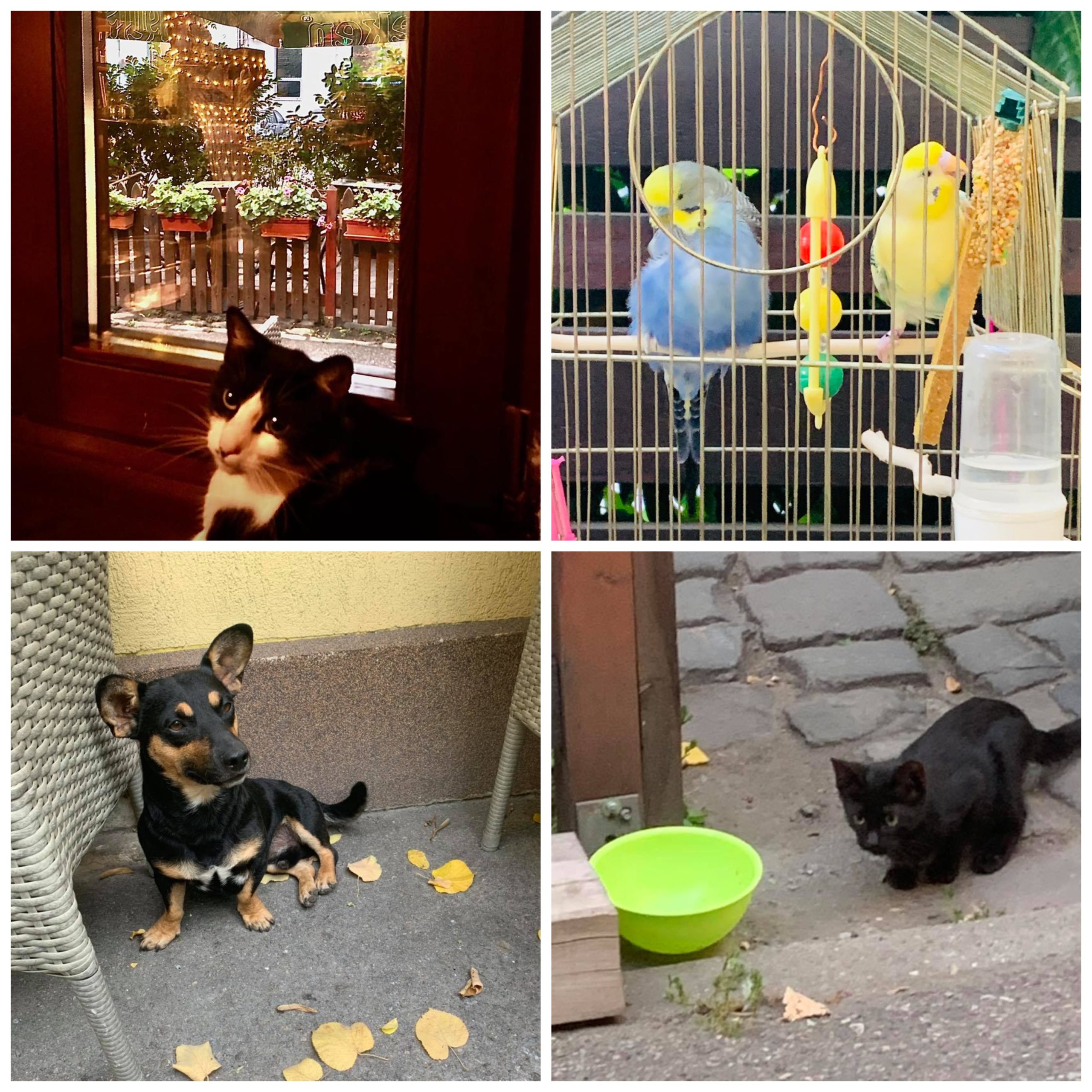 Pisica Marylin, papagalii Agi și Lini și alte animăluțe găzduite de Boeme Cafe