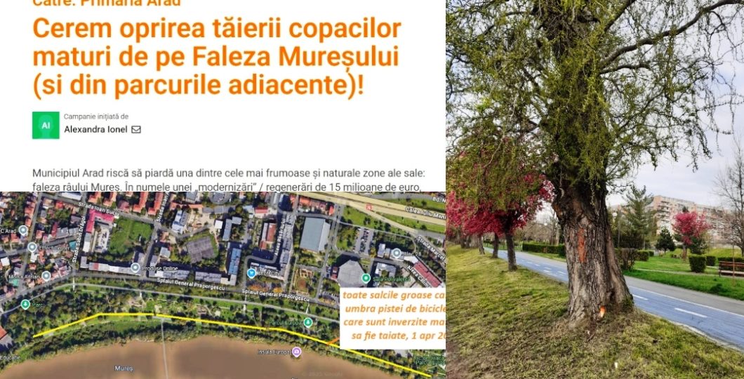 Protejați copacii de pe faleza Mureșului din Arad! Alăturați-vă mișcării și spuneți NU distrugerii naturii!