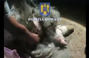 politia