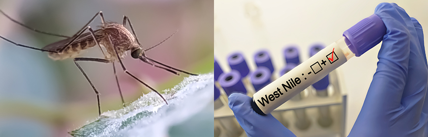 Două infecții cu virusul West Nile la limita dintre Timiș și Arad. Un pacient de 58 de ani se luptă pentru viață la ATI