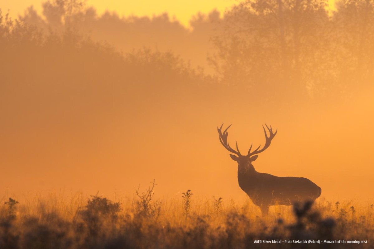 Ars Fotografica 2025 AAFR Silver Medal: Piotr Stefaniak (Poland) - Monarch of the morning mist