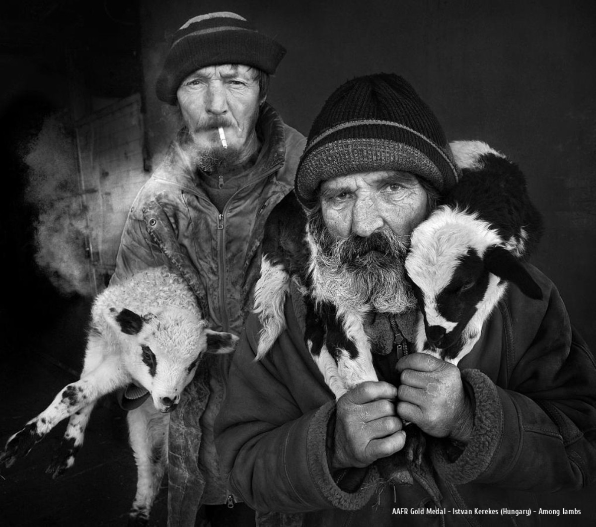 Ars Fotografica 2025 AAFR Gold Medal: Istvan Kerekes (Hungary) - Among lambs