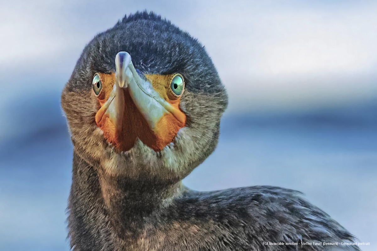 Ars Fotografica 2025 FCA Honorable mention: Steffen Faisst (Denmark) - Cormorant portrait