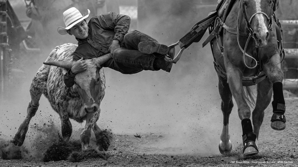 Ars Fotografica 2025 FIAP Bronze Medal: David Laronde (Canada) - White Hat Steer