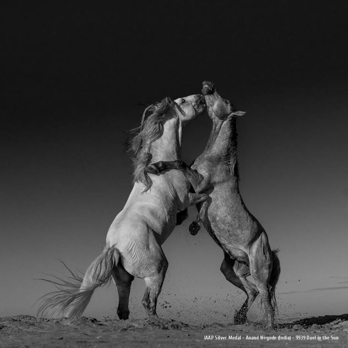 Ars Fotografica 2025 IAAP Silver Medal: Anand Nirgude (India) - 9939 Duel in the Sun