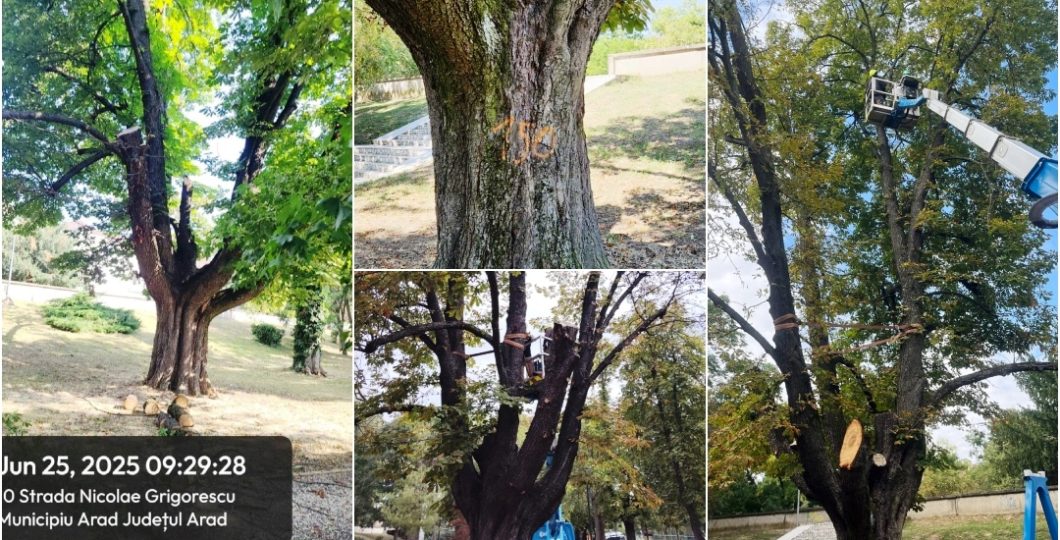 Castanul 150 de pe malul Mureșului, propus pentru tăiere, a fost salvat și securizat de arboriști!