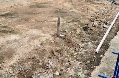 copaci bulevard terasa 2