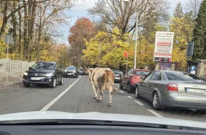 O vacă rătăcită s-a plimbat ore întregi pe străzile din Cluj-Napoca