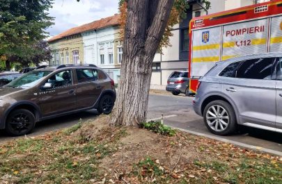 copaci cazuti 2