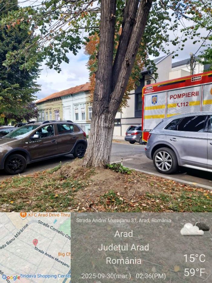 copaci cazuti 2