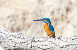 fauna Lunca Mureșului