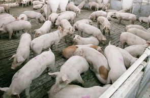 Evrom Marrom suine porci