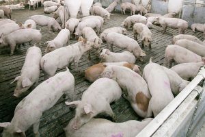 Evrom Marrom suine porci