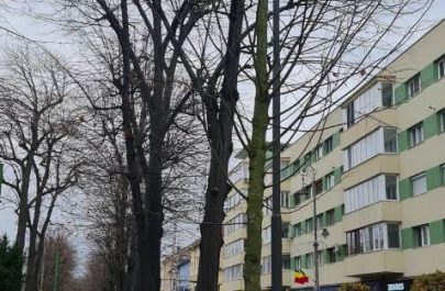 arbori plantari 2 2025 toamna