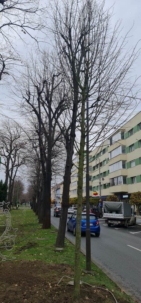 arbori plantari 2 2025 toamna
