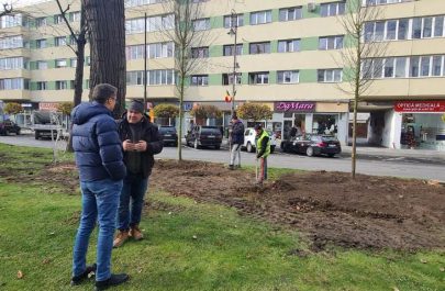 arbori plantari 2025 toamna