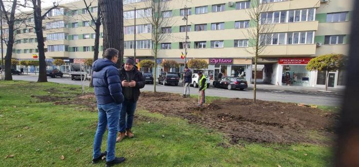 arbori plantari 2025 toamna