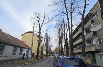 arbori taieri toamna