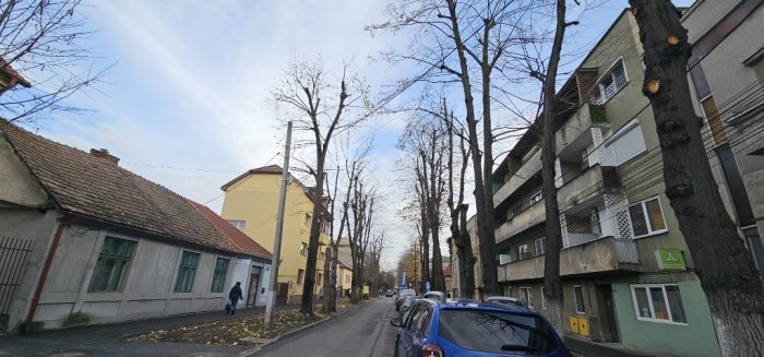 arbori taieri toamna